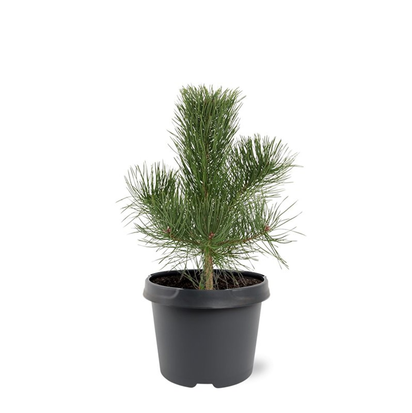 Svarttall – Pinus nigra nigra - C5 40-50 CM